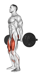 Barbell Hack Squat