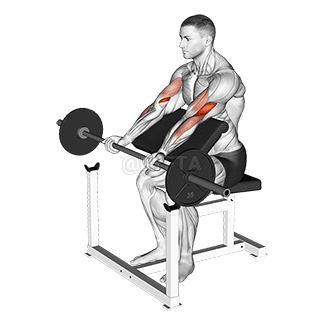 Preacher Curl