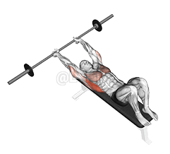 Barbell Pullover