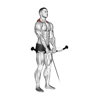 Cable Shrug