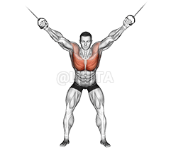 Cable Standing Fly