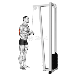 Triceps Pushdown