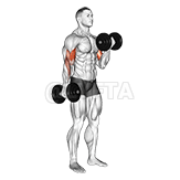 Alternate Biceps Curl