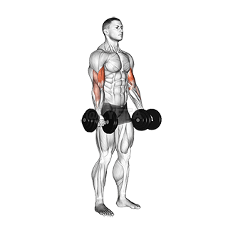 Biceps Curl