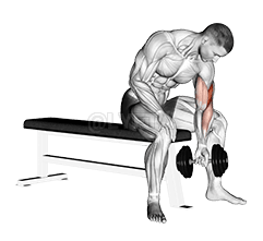 Dumbbell Concentration Curl