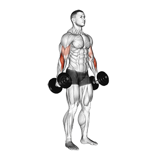 Hammer Curl