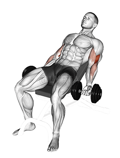 Dumbbell Incline Curl 