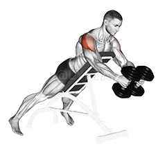 Dumbbell Reverse Fly