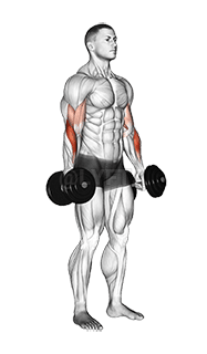 Dumbbell Standing Reverse Curl
