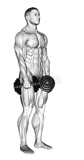 Dumbbell Stiff Leg Deadlift