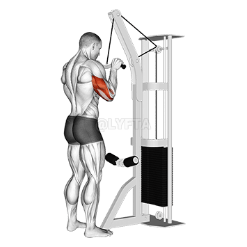 Triceps Pushdown