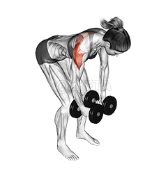 Dumbbell Rear Delt Fly 