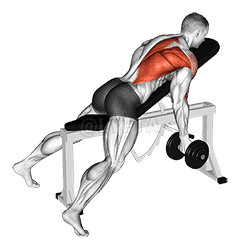Thumbnail for the video of exercise: Dumbbell Reverse Grip Incline Bench One Arm Row