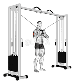 Thumbnail for the video of exercise: Cable Standing High Cross Triceps Extension